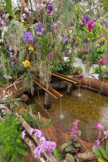 Mainau 0605-2012, Orchideenschau im Palmenhaus