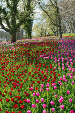 Mainau 0622-2012 PANO, Tulpen- und Kirschblüte an der Frühling