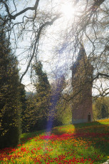 Mainau 0635-2012, Tulpenblüte und Schwedenturm