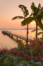 Mainau 0688-2012, Bananenpalmen und Schiffslände im Sonnenaufga