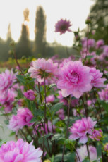 Mainau 0811-2012, Dahlienblüte in der Abendsonne