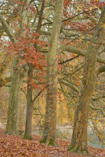 Mainau 1258-2014, Herbstlaub unter Bäumen am Südufer