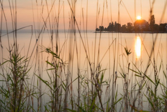 Immenstaad 1052-2014, Sonnenuntergang hinter Ufervegetation