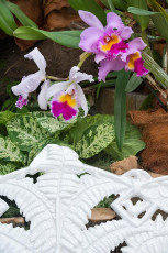 Mainau 1289-2015, Orchideenschau im Palmenhaus
