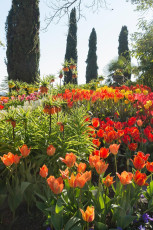 Mainau 1365-2015, Frühlingsblumen nahe der Mediterranterrasse