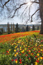 Mainau 1378-2015, Tulpenblüte an der Frühlingsstrasse
