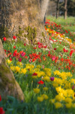Mainau 1409-2015 DB, Tulpenblüte an der Frühlingsstrasse
