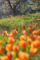 Mainau 1416-2015, Kirsch- und Tulpenblüte an der Frühlingsstra