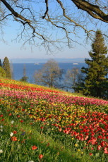 Mainau 1430-2015, Tulpenblüte an der Frühlingsstrasse