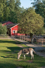 Mainau 1555-2015, Esel vor dem Mainau-Bauernhof