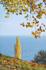 Mainau 1609-2015, Herbstlicher Blick von der Frühlingsstrasse z