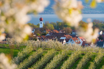 Kressbronn 0237-2012, Obstblüte und Blick zum Ortskern