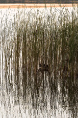 Radolfzell 0186-2012, Schilfgürtel als Silhouette