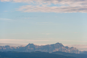 Langenargen 0174-2010, Zugvögel vor dem Säntismassiv