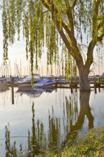 Reichenau 0588-2013, Trauerweide am Hafen von Mittelzell
