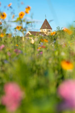 Reichenau 0729-2013, Kirche St Georg Oberzell durch Blumenwiese
