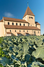 Reichenau 0734-2013, Kohlfeld vor Kirche St Georg Oberzell