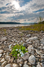 Sipplingen 0242-2010, Bodensee-Vergissmeinnicht