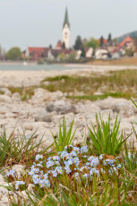 Sipplingen 0340-2011, Bodensee-Vergissmeinnicht und Dorfkirche