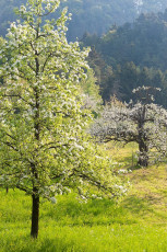 Sipplingen 0381-2011, Blühende Streuobstwiese
