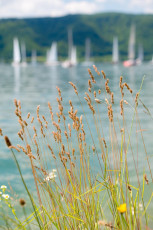 Sipplingen 0494-2012, Segelboote vor dem Bodanrück