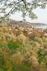 Sipplingen 0701-2014, Dorf mit Kirche in der Frühlingsblüte