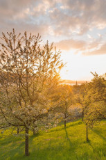 Sipplingen 0728-2014, Obstblüte am Sipplinger Berg bei Sonnenun