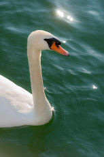 Steckborn 0089-2012, Höckerschwan im Gegenlicht