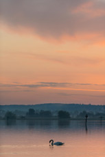 Triboltingen 0019-2012, Schwan im Morgenrot