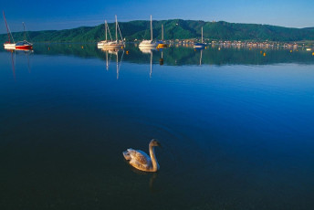 Ludwigshafen, Schwan, Ankernde Boote, Bodanrück
