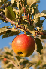 Wasserburg 0243-2011, Reifer Apfel