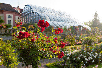Mainau 0474-2011, Rosengarten und Palmenahus in der Morgensonne