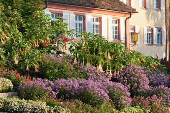 Mainau 0492-2011, Blumenrabatten vor dem Verwaltungsgebäude