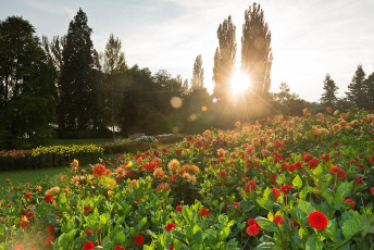 Mainau 0817-2012, Dahlienblüte in der Abendsonne