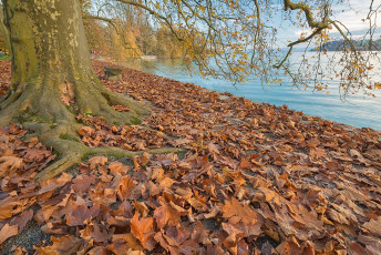 Mainau 1234-2014, Herbstlaub unter Bäumen am Südufer