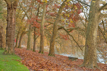 Mainau 1247-2014, Herbstlaub unter Bäumen am Südufer