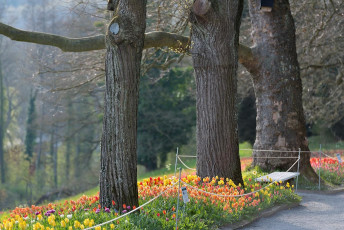 Mainau 1308-2015, Tulpenblüte an der Frühlingsstrasse
