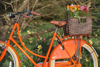 Mainau 1320-2015, Tulpenfahrrad an der Frühlingsstrasse