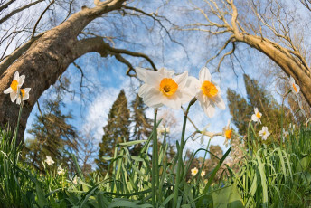 Mainau 1332-2015, Narzissenblüte an der Frühlingsstrasse