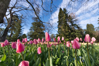 Mainau 1335-2015, Tulpenblüte an der Frühlingsstrasse