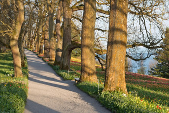 Mainau 1342-2015, Tulpenblüte an der Frühlingsstrasse
