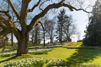 Mainau 1356-2015, Narzissenblüte und Baum beim Rosengarten