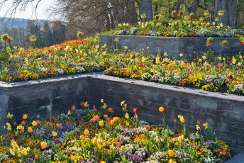 Mainau 1396-2015, Frühlingsblumen an der Mediterranterrasse