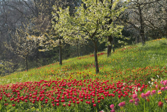 Mainau 1404-2015, Kirsch- und Tulpenblüte an der Frühlingsstra