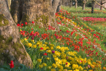 Mainau 1408-2015, Tulpenblüte an der Frühlingsstrasse