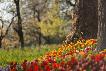 Mainau 1419-2015, Tulpenblüte an der Frühlingsstrasse