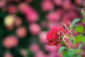 Mainau 1468-2015-2, Rose im Italienischen Rosengarten