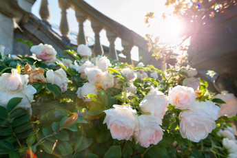 Mainau 1504-2015, Treppengeländer im Italienischen Rosengarten