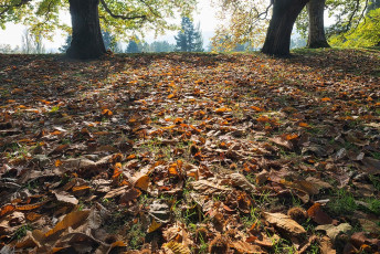Mainau 1597-2015, Herbstlaub an der Frühlingsstrasse
