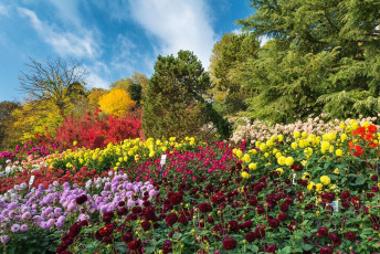 Mainau 1624-2015, Dahlienblüte und Herbstlaub